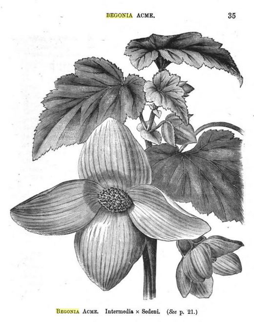 B. ‘Acme’